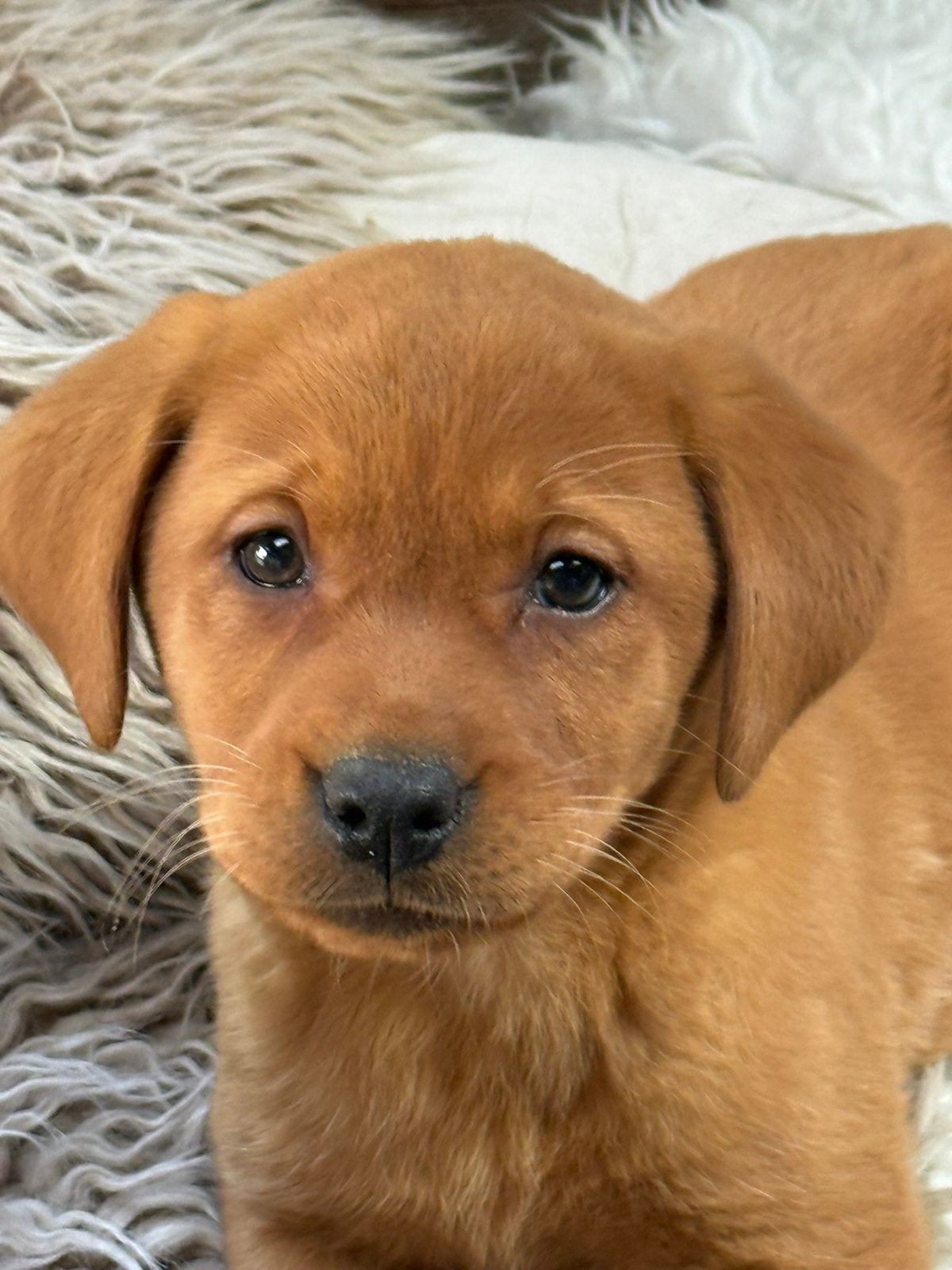 Redfox labrador, Parvo, Nederland, 8 tot 15 weken, Labrador retriever