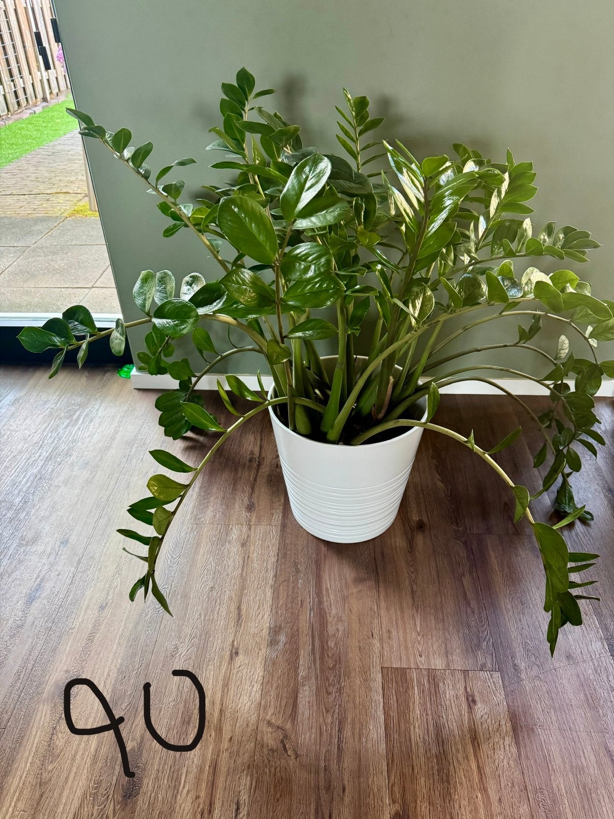 Volle Zamioculcas Zamiifolia (ZZ-plant) + witte IKEA pot, Huis en Inrichting, Kamerplanten, Ophalen, Halfschaduw, Minder dan 100 cm