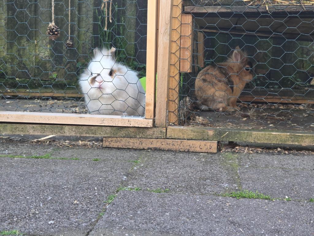 2 lieve konijnen., Dieren en Toebehoren, Pluimvee, Kip, Mannelijk