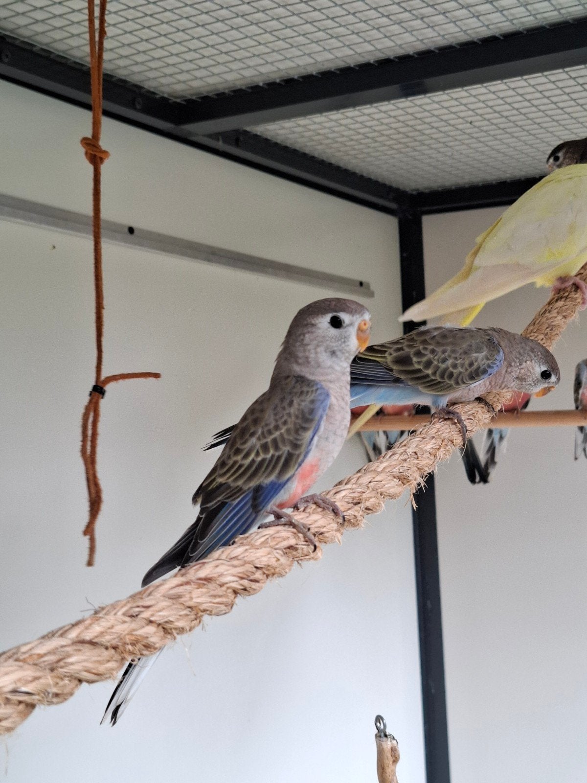 3 jonge bourkeparkieten, Geslacht onbekend, Parkiet, Tam