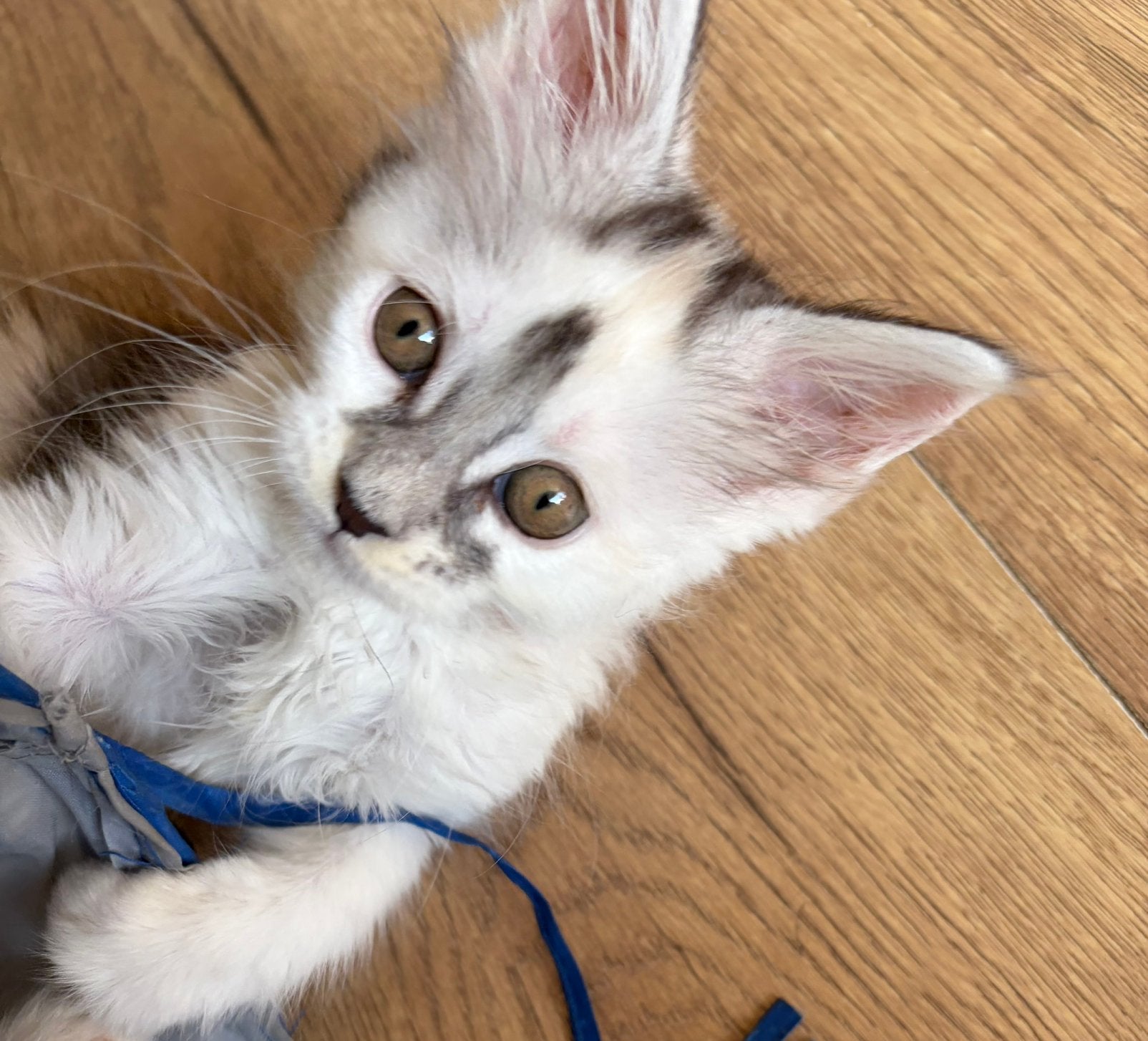 Maincoon kittens mogen verhuizen, Meerdere dieren, Langharig, 0 tot 2 jaar