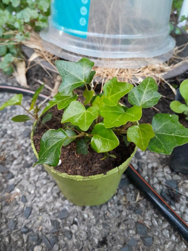 Klimop, Ophalen, Bloeit niet, Klimplanten, Halfschaduw