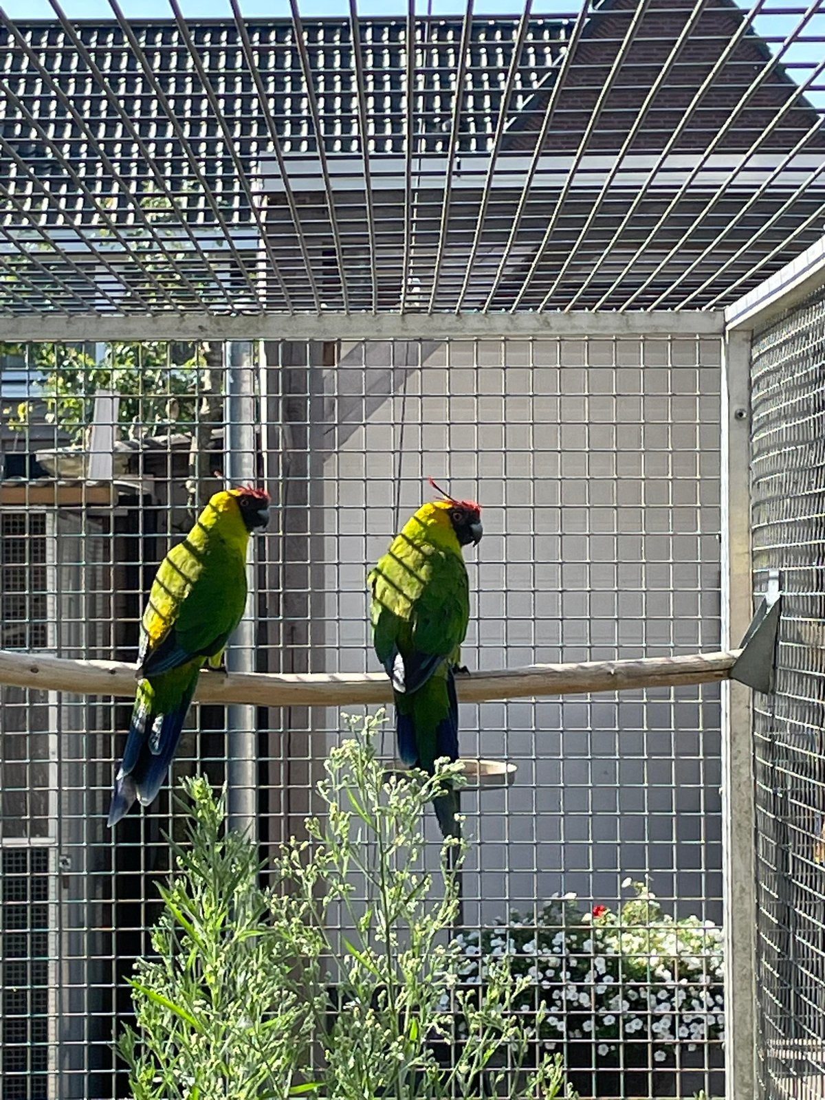 Koppel hoornparkieten., Meerdere dieren, Parkiet
