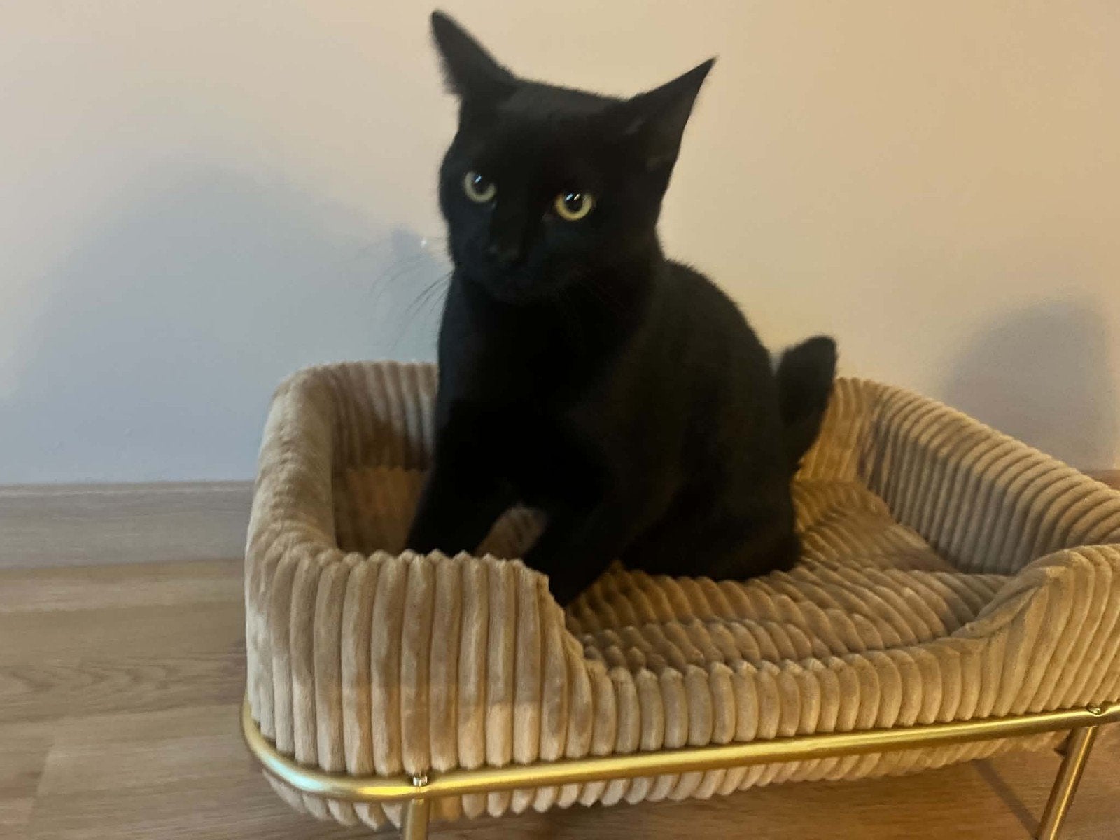 Lieve kat van 5 maanden zoekt een liefdevol nieuw thuis ❤️, Dieren en Toebehoren, Kater, Kortharig, 0 tot 2 jaar