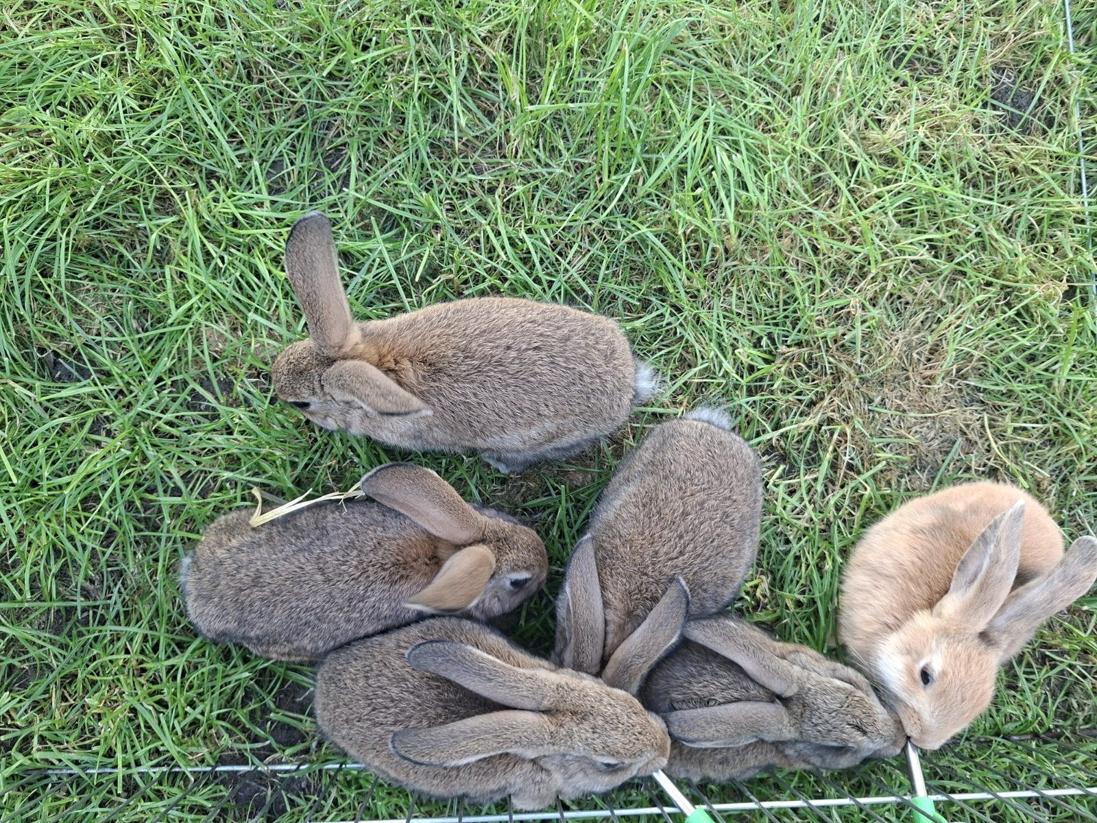 Jonge konijntjes, Dieren en Toebehoren, Mannelijk