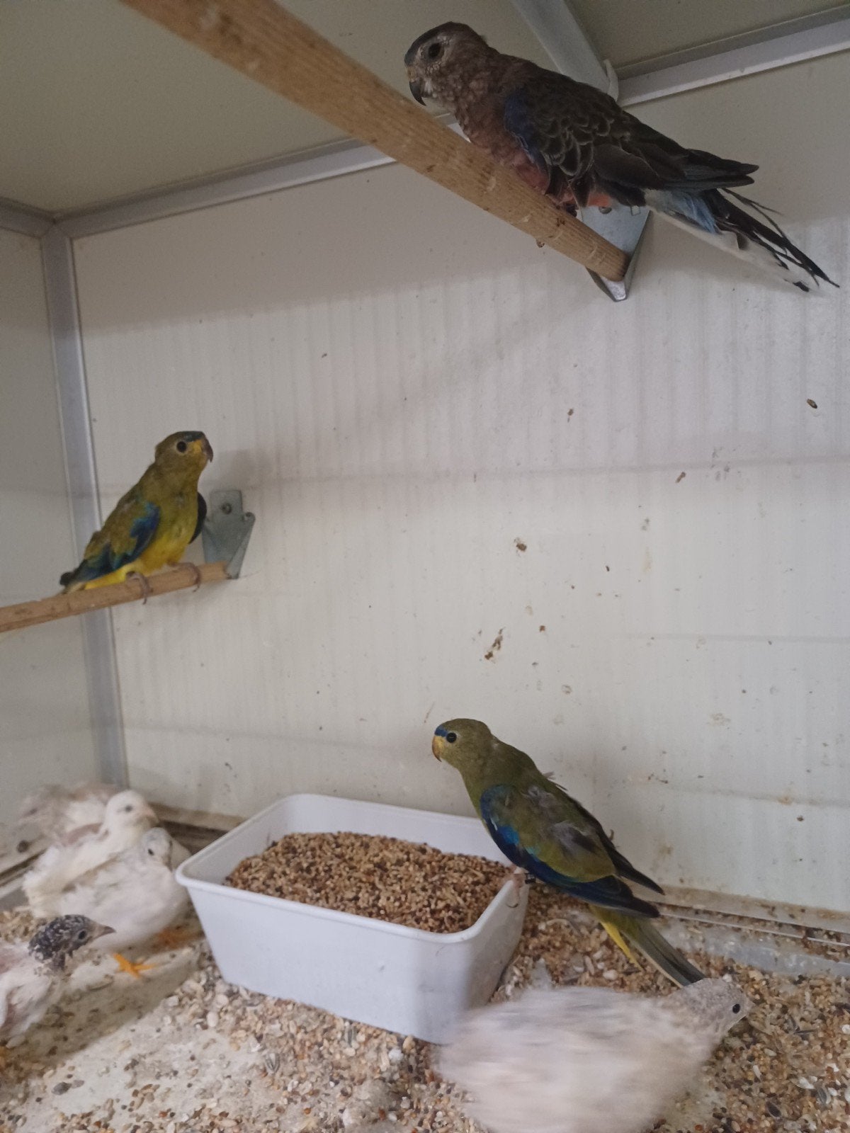 Elegant parkieten, Dieren en Toebehoren, Vogels | Parkieten en Papegaaien, Meerdere dieren, Parkiet, Geringd