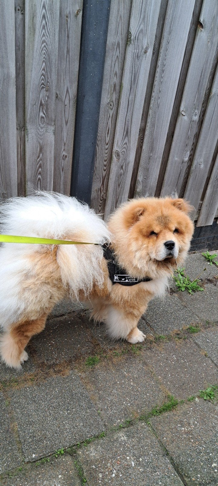 Chow-chow, Particulier, 1 tot 2 jaar, Buitenland, Poolhond
