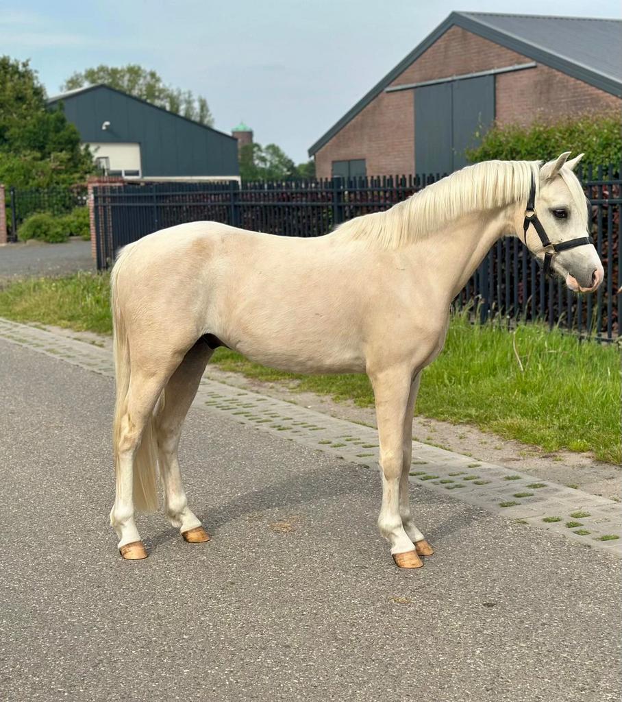 Super gave welsh ruin, Dieren en Toebehoren, Pony's, Ruin, Dressuurpony, 3 tot 6 jaar