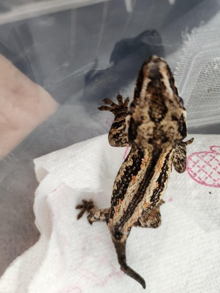 nakweek jonge div gargoyle gekko Leopard Gecko - unknown for sale from l