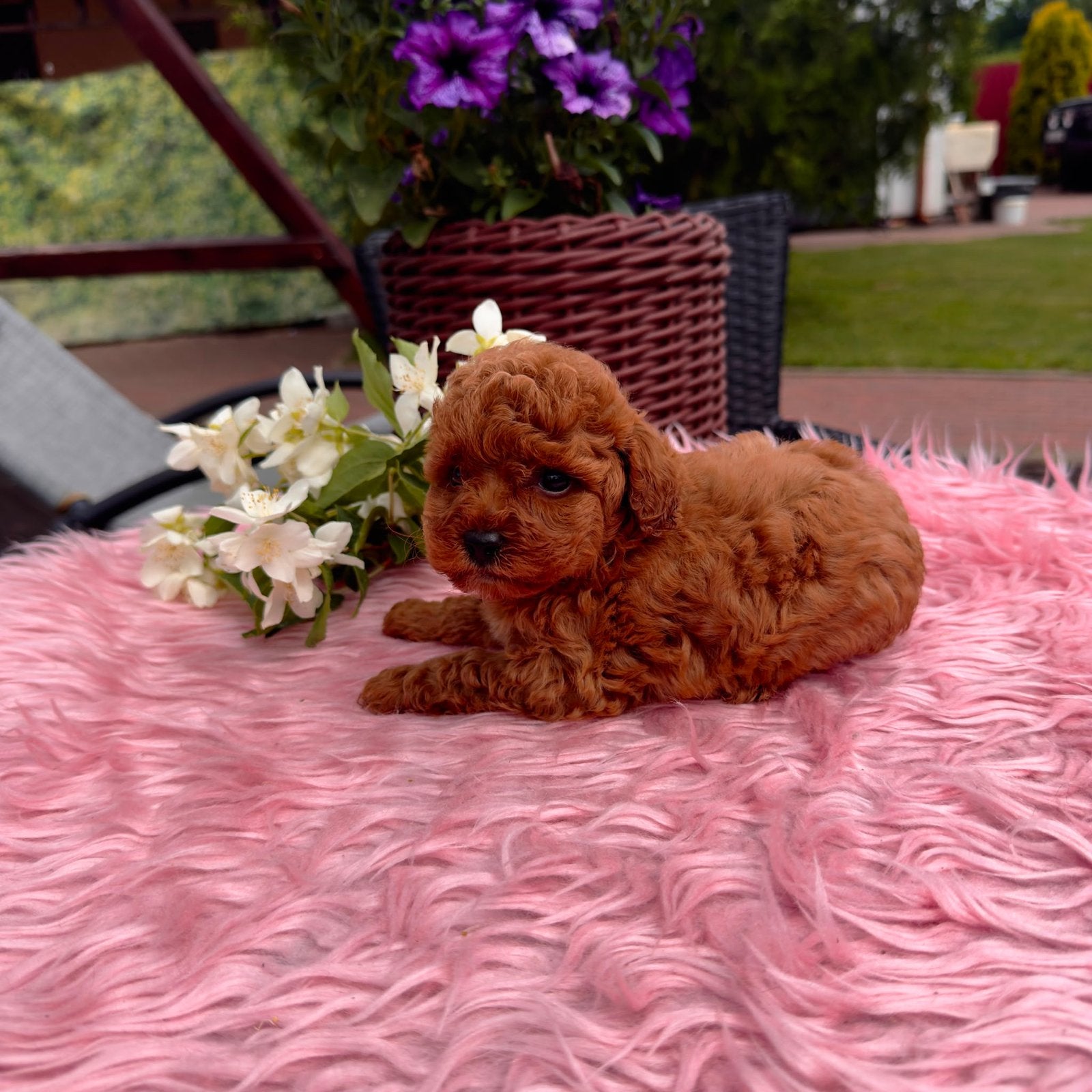 Toy Poodle Teef Red • FCI Stamboom • Nicole, Poedel, 8 tot 15 weken, Buitenland, Teef
