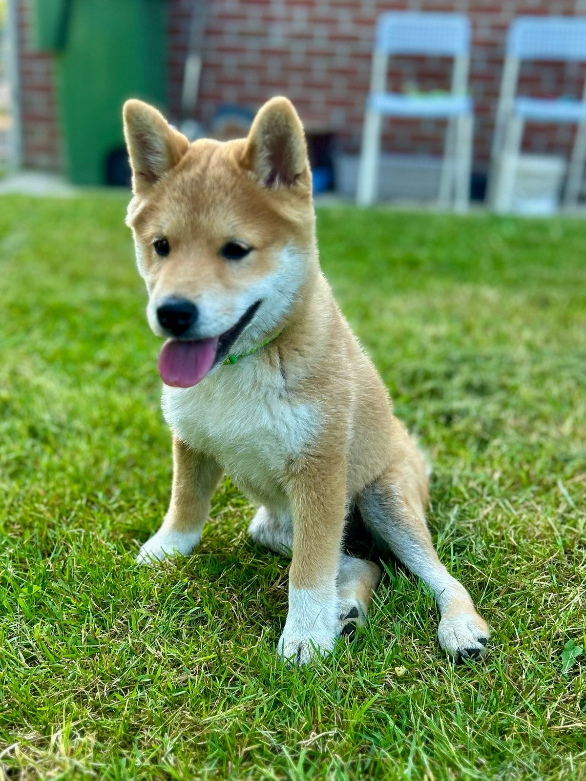 Shiba inu (sesam te Genk België, België, Fokker | Hobbymatig, 15 weken tot 1 jaar, Reu