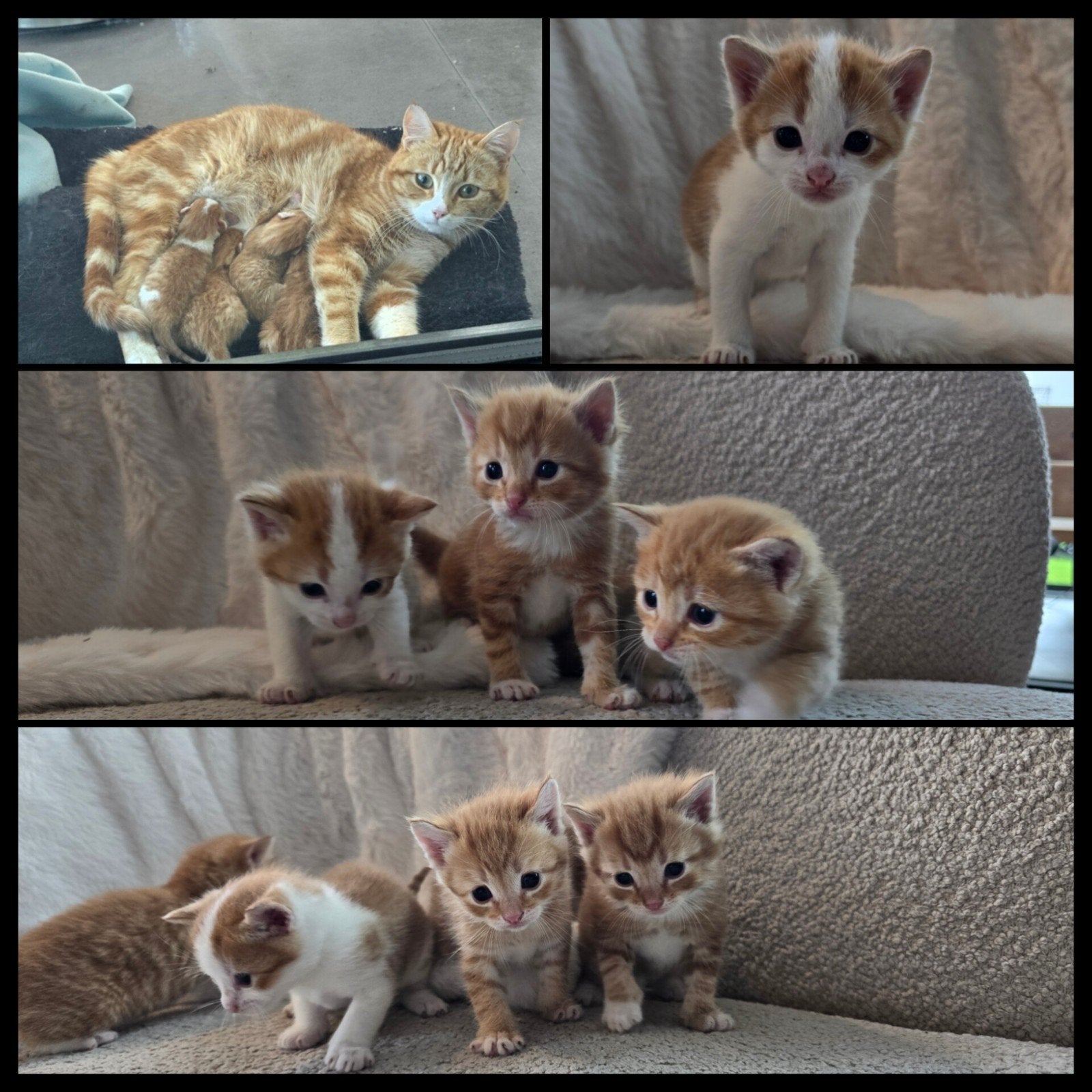 Poesjes / kittens oranje.  Nog 3 beschikbaar, Meerdere dieren