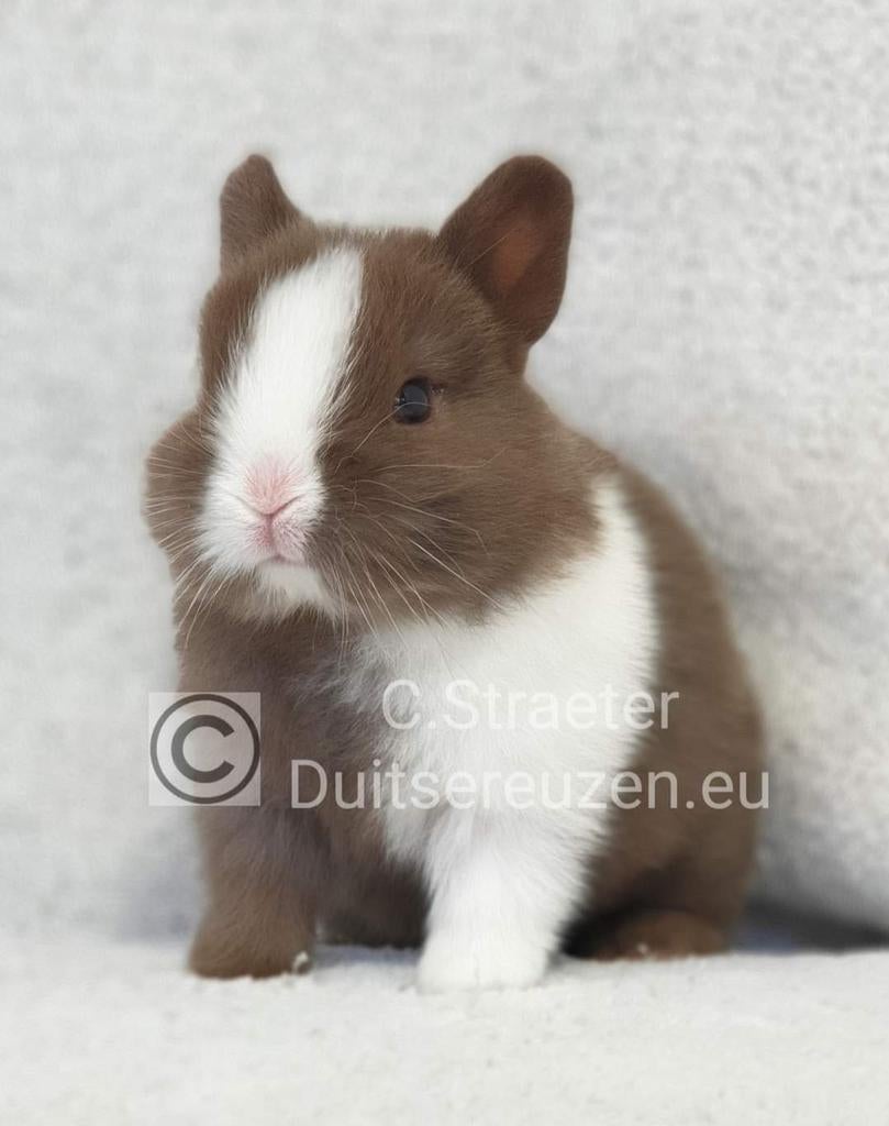 De enige ECHTE mini loffelohr konijntjes, Meerdere dieren, Dwerg, 0 tot 2 jaar