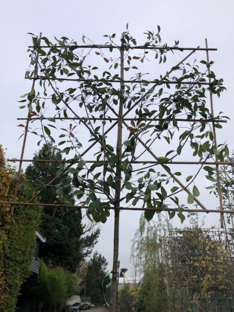 Glansmispel Leiboom, stamhoogte 2 meter rek 150 x 150 cm, Ophalen, Leiboom, Halfschaduw, 250 tot 400 cm