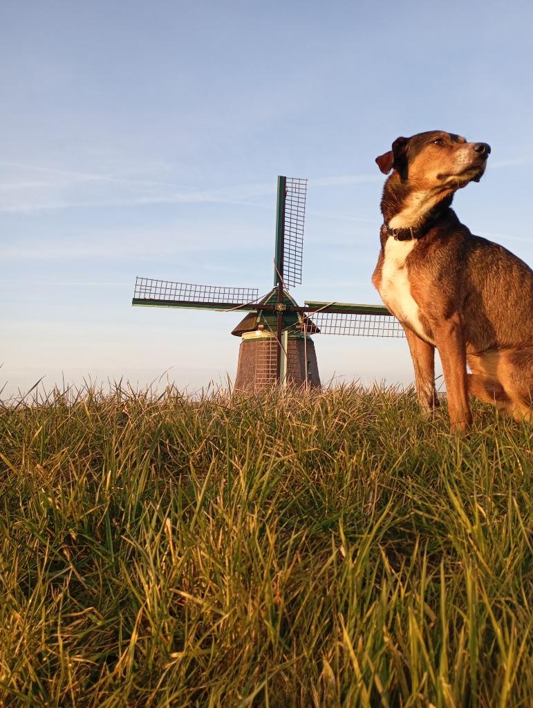 Hellenikos Ichnilatis - dekreu. - Prachtig beest., Dieren en Toebehoren, 6 jaar of ouder, Fokker | Hobbymatig, Rabiës (hondsdolheid)