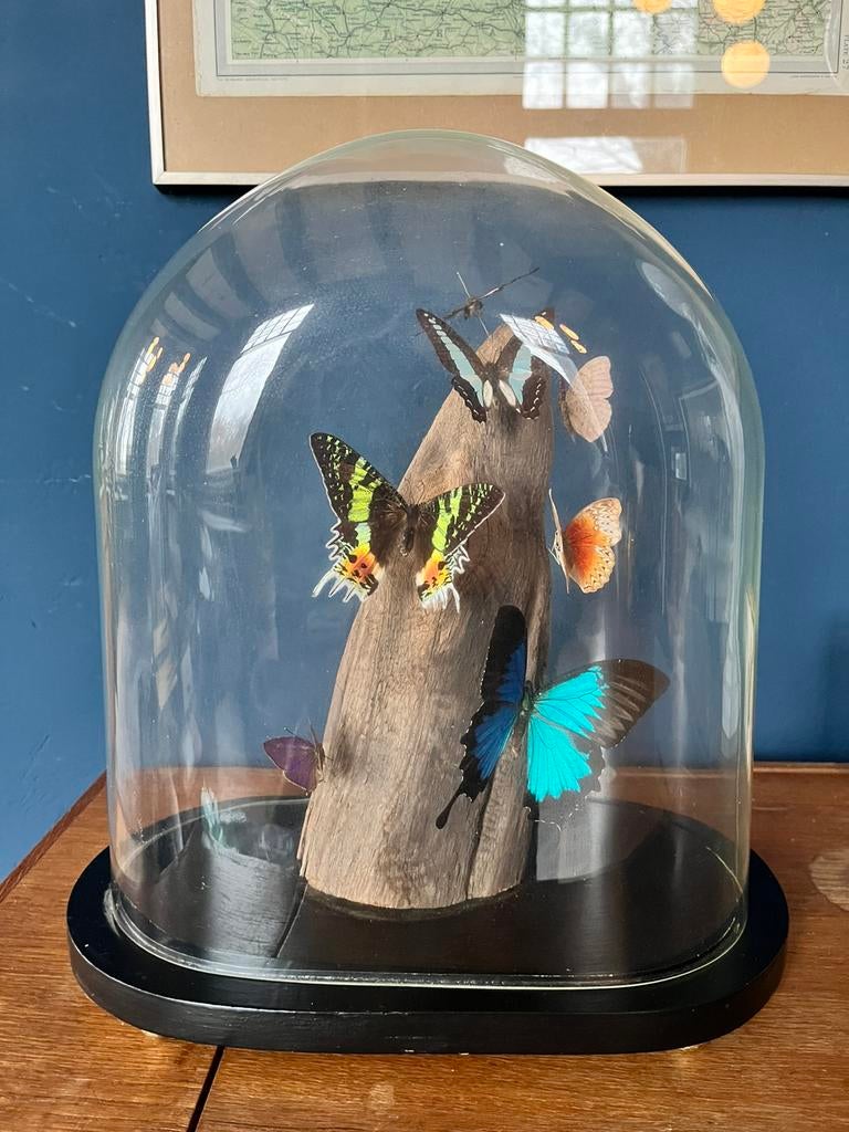 Antieke stolp met taxidermie vlinders, Huis en Inrichting, Woonaccessoires | Stolpen, Ophalen, Gebruikt