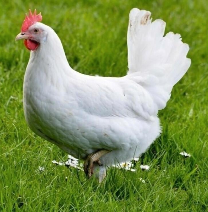 Jonge witte leghennen/kippen, Vrouwelijk, Kip