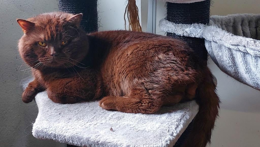 Britse Korthaar Chocolate Dekkater, Dieren en Toebehoren