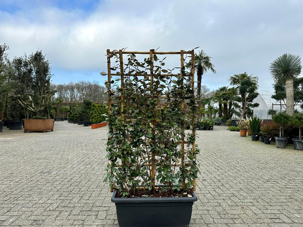 Elaeagnus ebbingei leischerm, kant en klaar haag, Ophalen of Verzenden, Halfschaduw, Overige soorten, 100 tot 250 cm