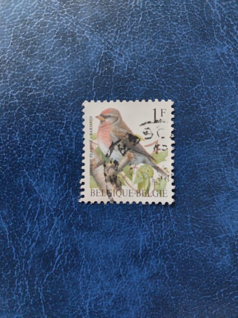 Vogel. Barmsijs. België, Ophalen of Verzenden, Dier of Natuur