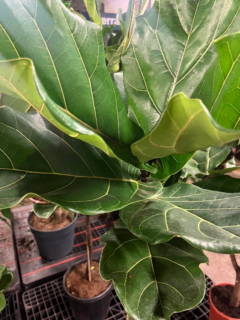 Ficus Lyrata – Op stam – 150cm, Overige soorten, 100 tot 250 cm, Zomer, Ophalen