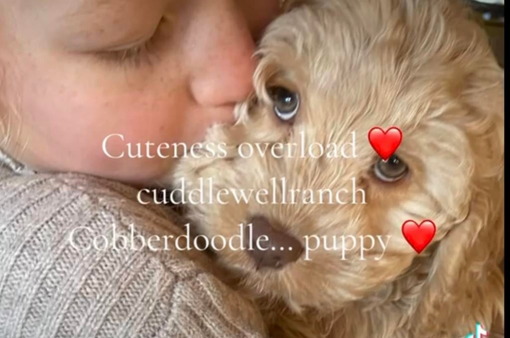 🥰nu ook hele bijzondere kleurtjes echte mini Labradoodle 🥰, 1 tot 2 jaar, Parvo, Eén hond, Nederland