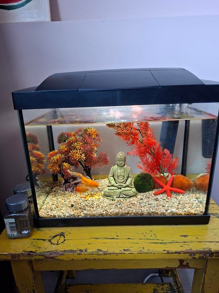 Aquarium met toebehoren, Ophalen, Gebruikt, Gevuld zoetwateraquarium