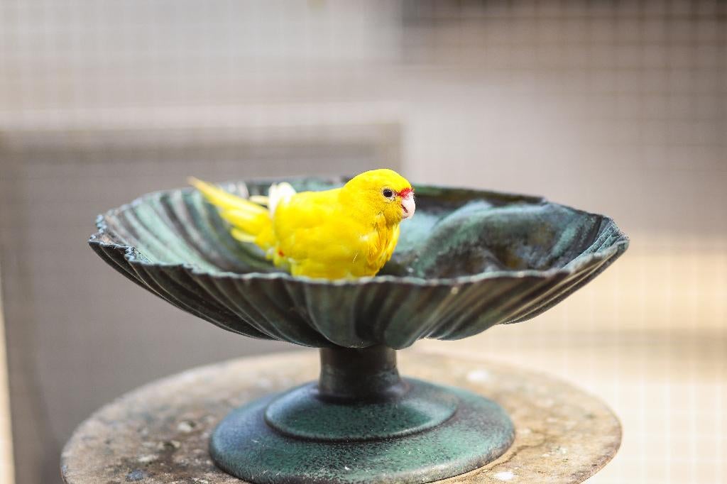 Kakariki jong | Vogels om tam te maken!, Dieren en Toebehoren, Vogels | Parkieten en Papegaaien, Meerdere dieren, Parkiet, Tam