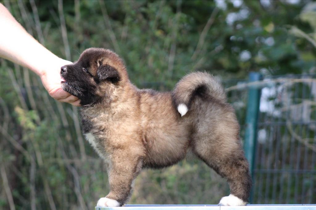 American Akita pups beschikbaar, Nederland, 15 weken tot 1 jaar, Overige rassen, Teef