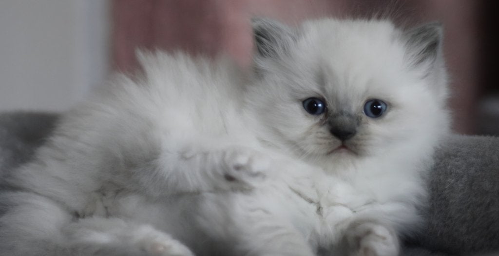 Top lieve britse kort/halflanghaar kittens, Meerdere dieren, Gechipt, 0 tot 2 jaar