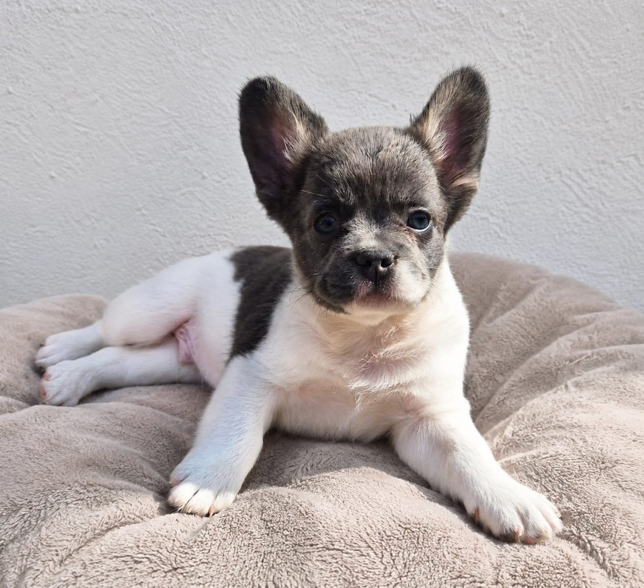 mooie lieve gezonde franse bulldog pups(8weekjes), Parvo, Nederland, 8 tot 15 weken, Bulldog