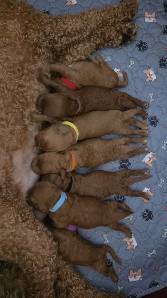 Mini Australian Labradoodle puppy's huiselijk opgegroeid, Dieren en Toebehoren, Honden | Niet-rashonden, Klein, Meerdere dieren