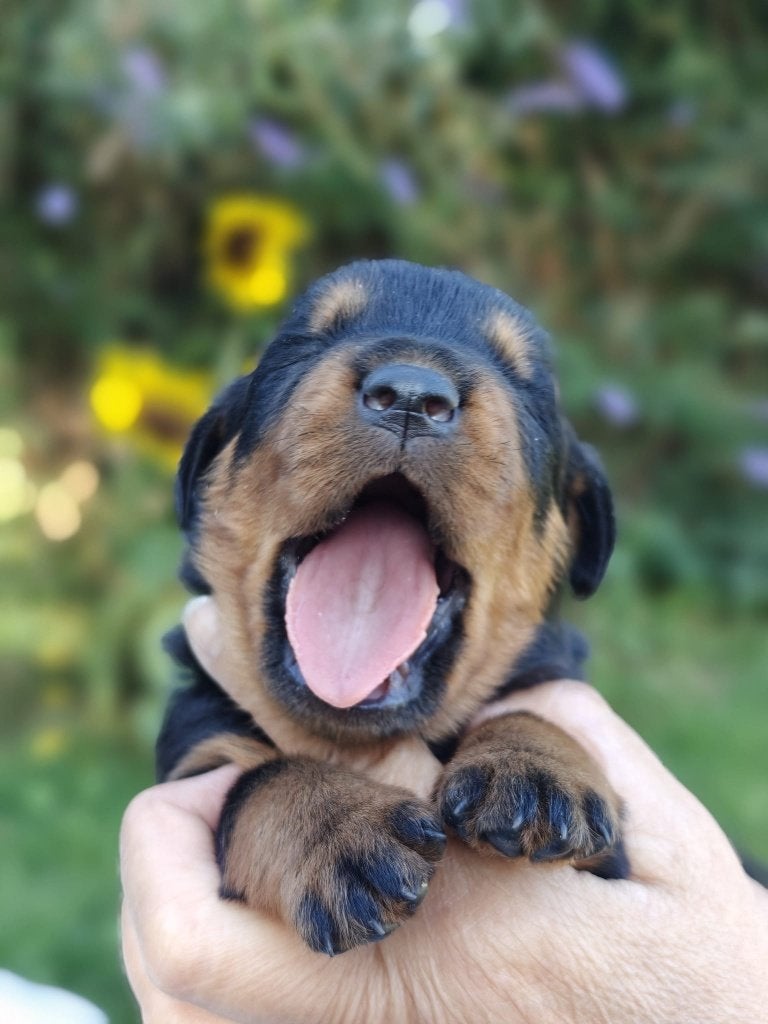 Rottweiler pups, Dieren en Toebehoren, Parvo, 8 tot 15 weken, Meerdere, Meerdere dieren