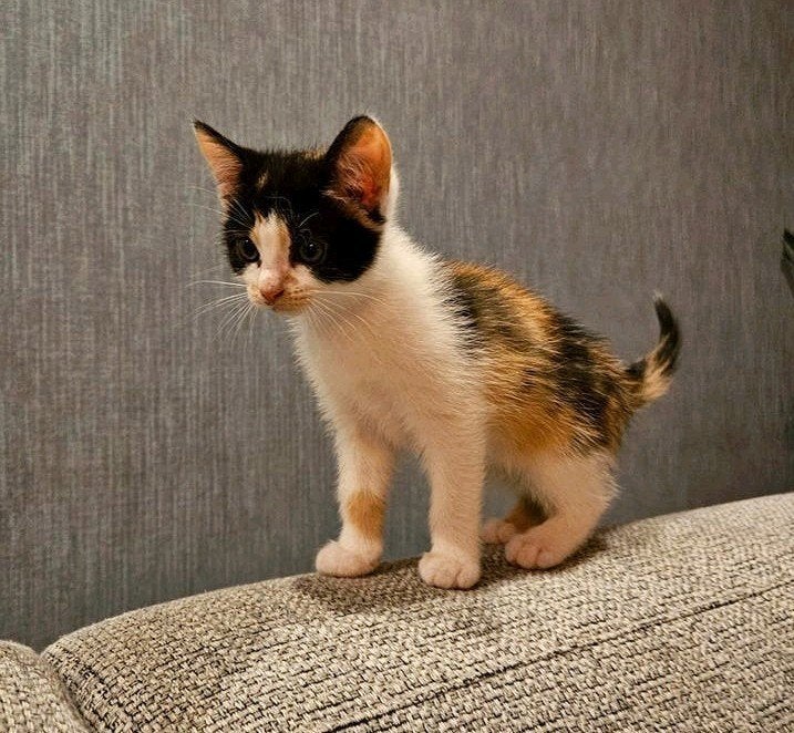 Nog 1 poesje zoekt nieuw thuis!, Poes, Ontwormd, 0 tot 2 jaar