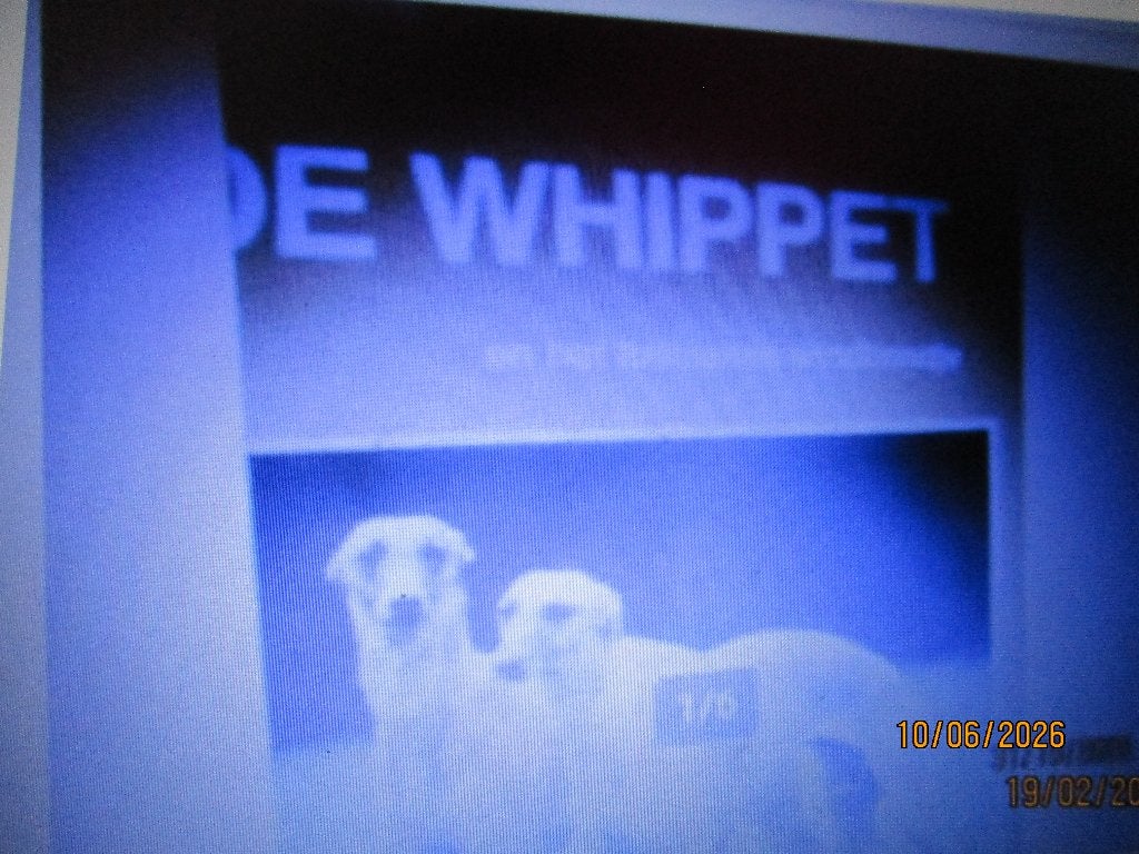 Over Dieren- De whippet italiaanse windhondje 9789058210364, Ophalen of Verzenden, Zo goed als nieuw, Overige diersoorten