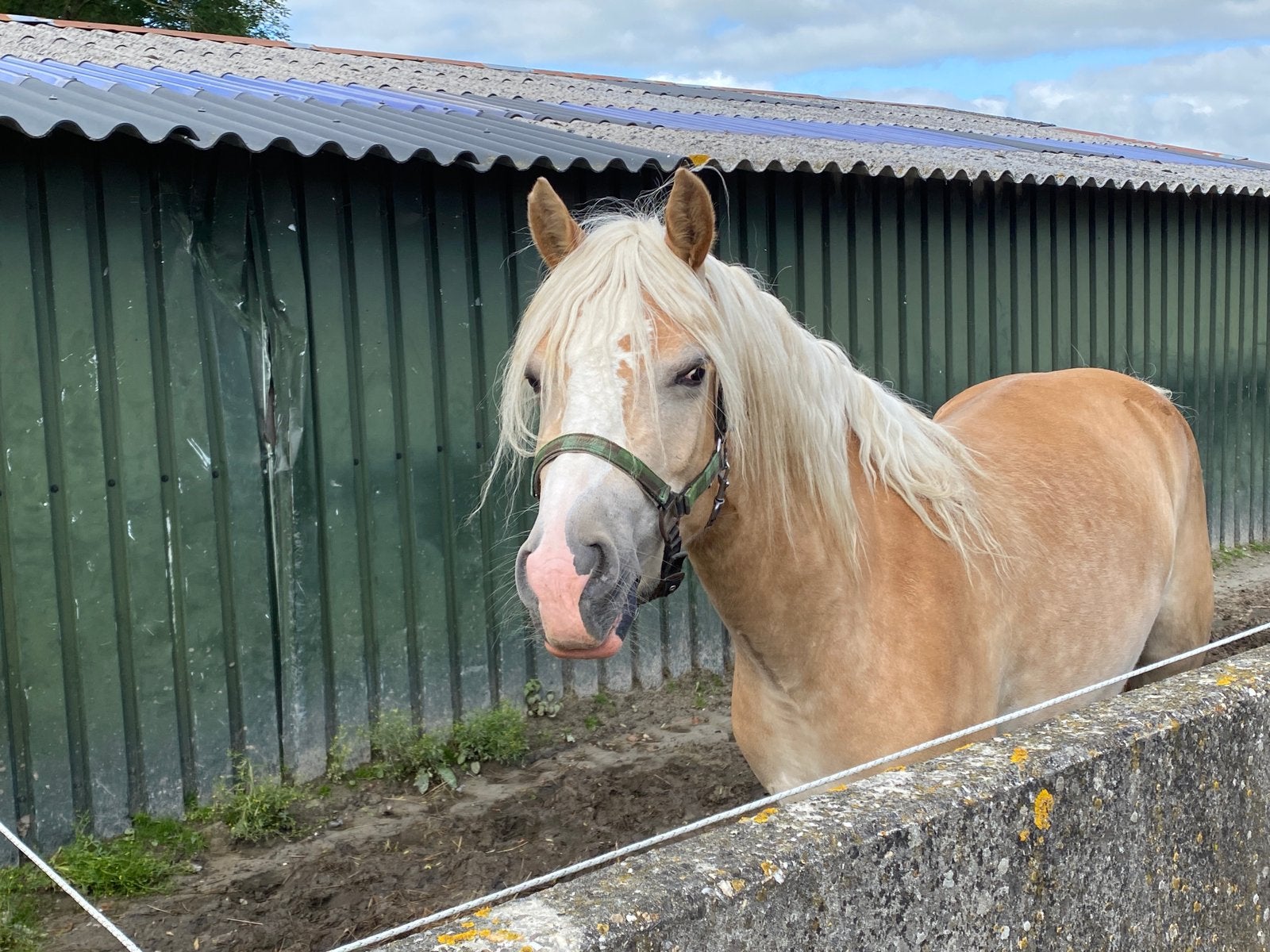 Haflinger merrie, mooie maat en goede bewegingen, Merrie, 3 tot 6 jaar