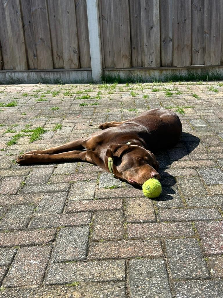 Labrador Retriever zoekt een nieuw thuis, Ophalen