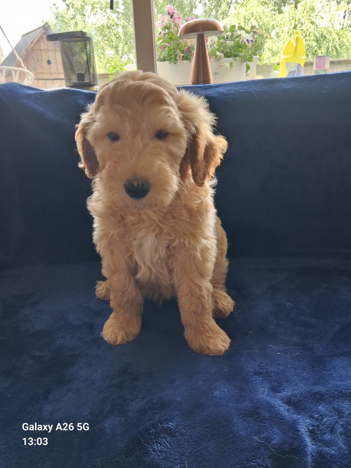 Angel en Stitch labradoodle  pupjes, mogen nu verhuizen., Overige rassen, Meerdere, Meerdere dieren, Nederland