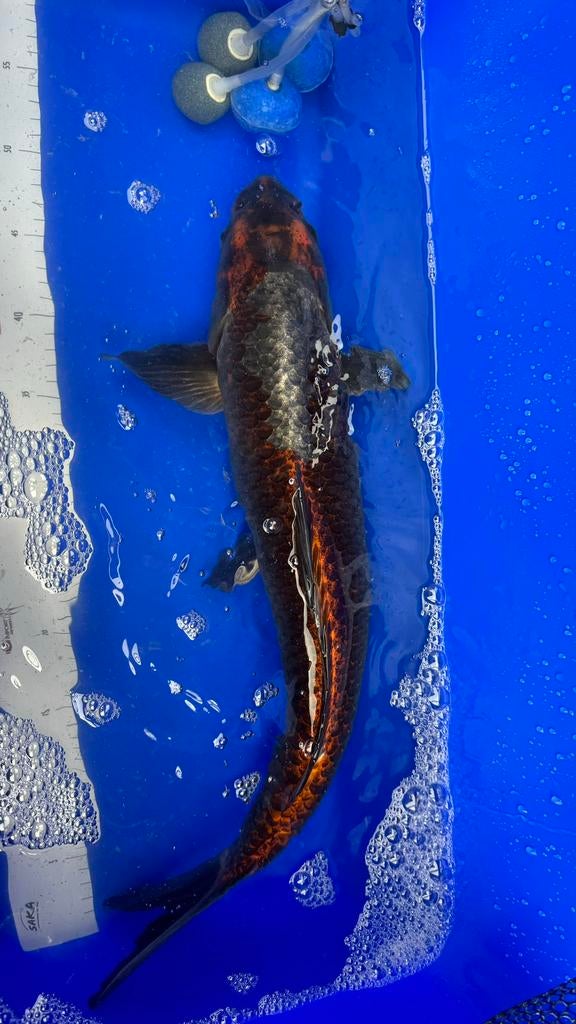 Metallic ochiba, Karper of Koi