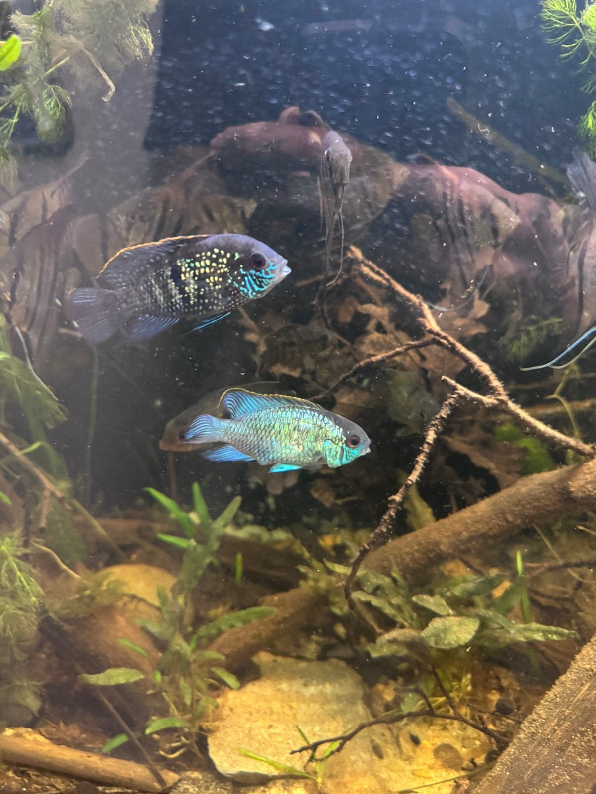 Andinocara pulcher/ blue, Vis