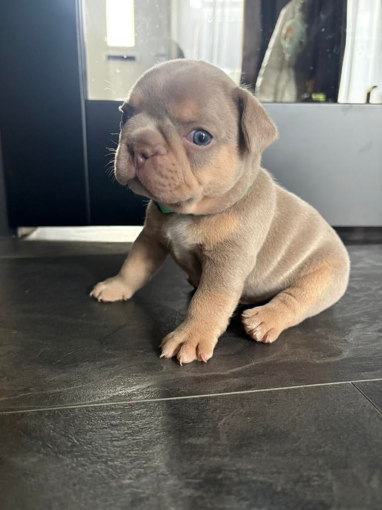 Franse Bulldog pups met stamboom, Dieren en Toebehoren, Honden | Bulldogs, Pinschers en Molossers, Parvo, 8 tot 15 weken, Bulldog