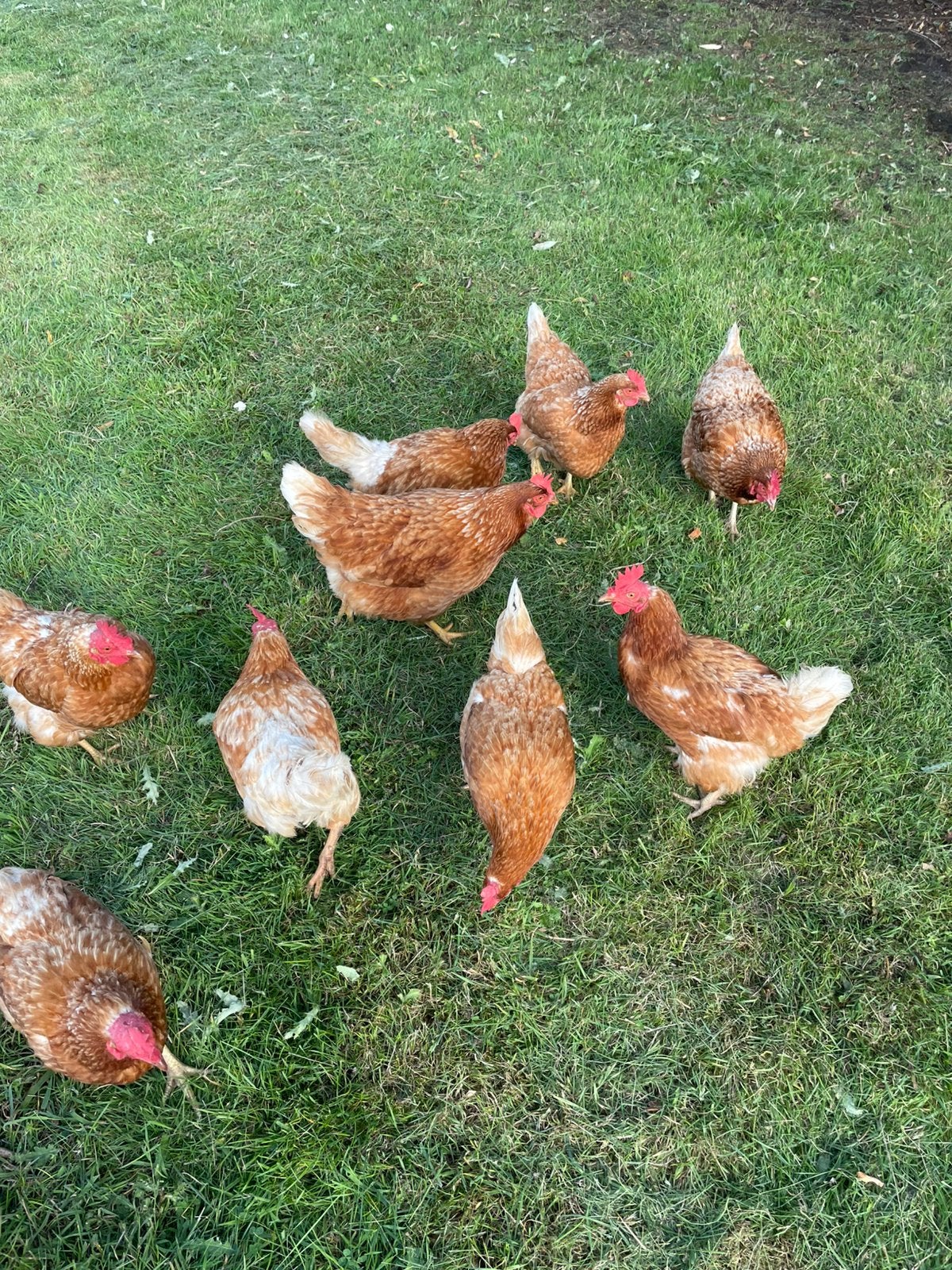 Oudere leghennen te koop soepkip leggen nog wat eitjes, Vrouwelijk, Kip