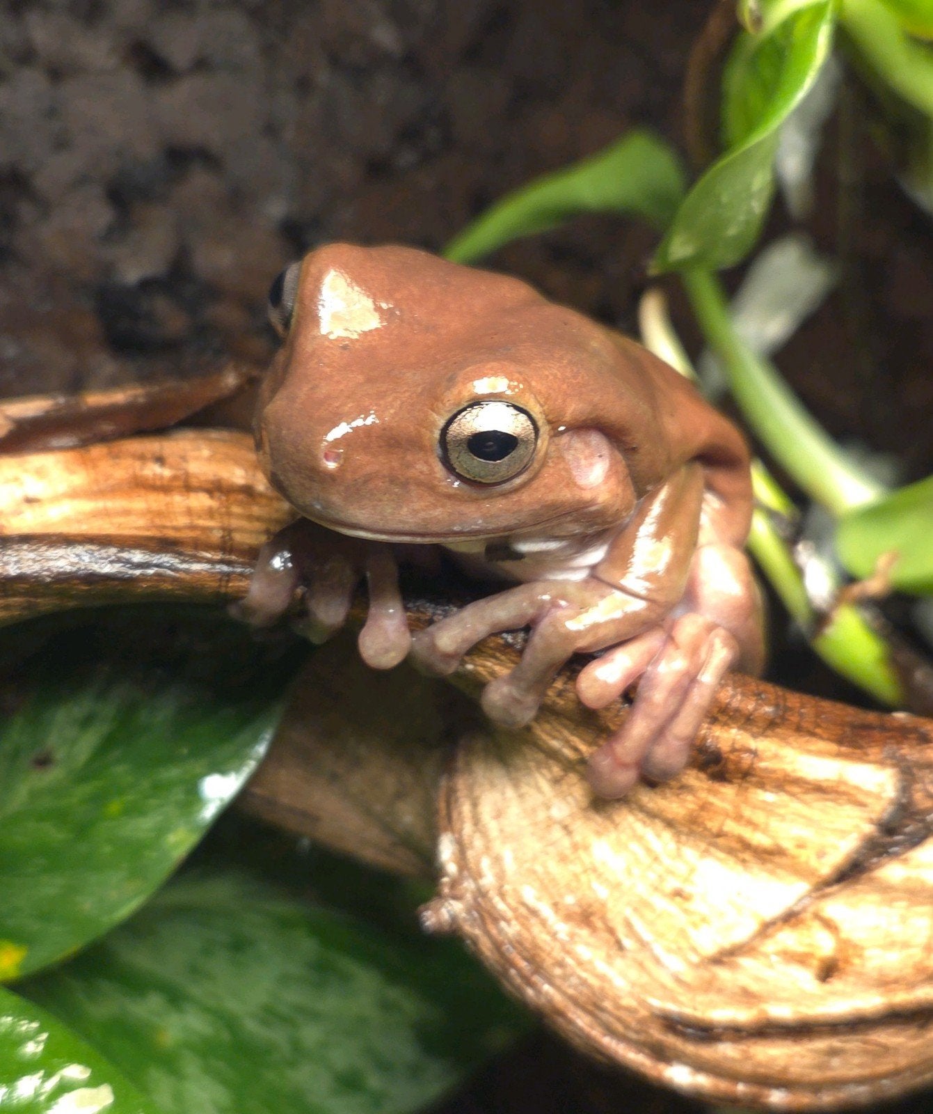 Koraalteen Boomkikker Frog photo 2