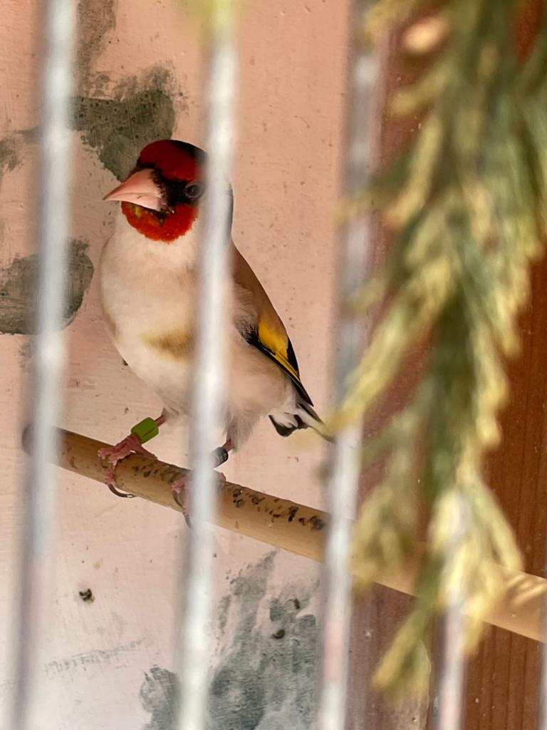 Majoor putter man, Mannelijk, Wildzangvogel