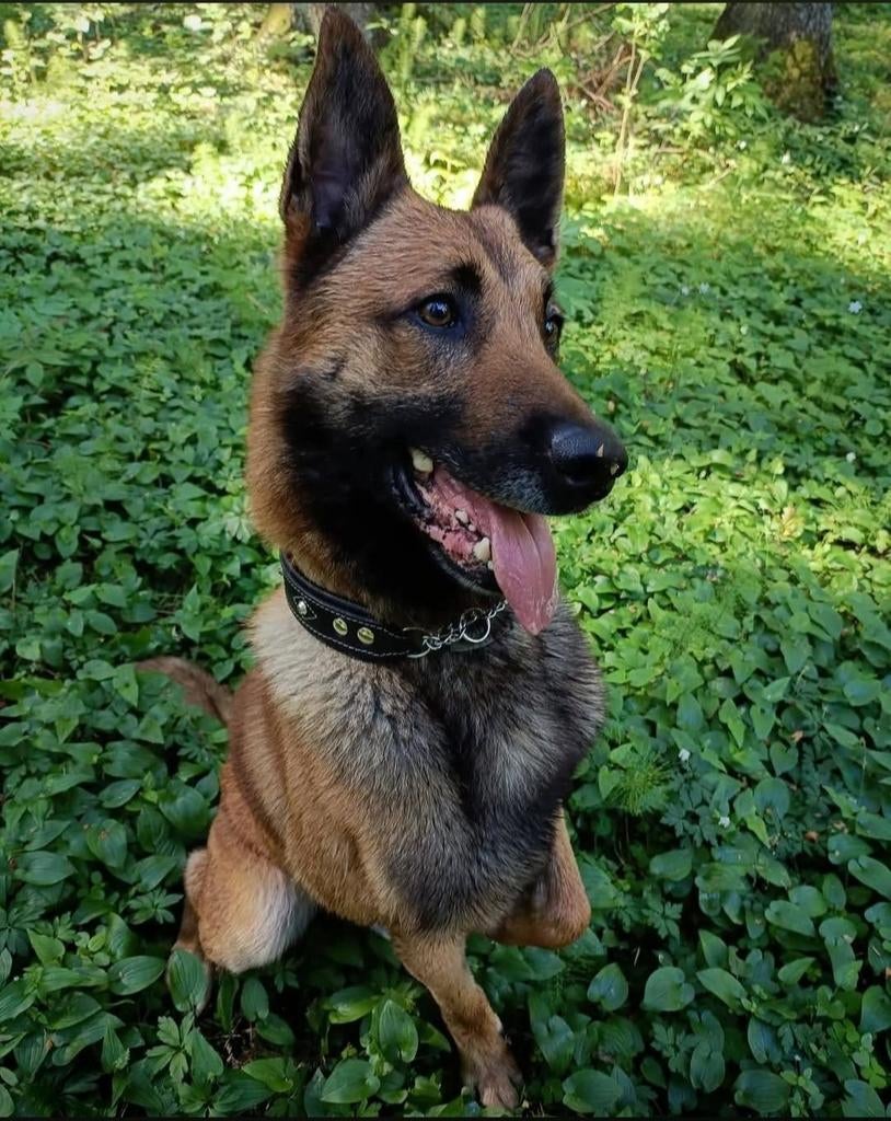 Forever home gezocht!, Dieren en Toebehoren, 6 jaar of ouder, Reu, Eén hond, Herder