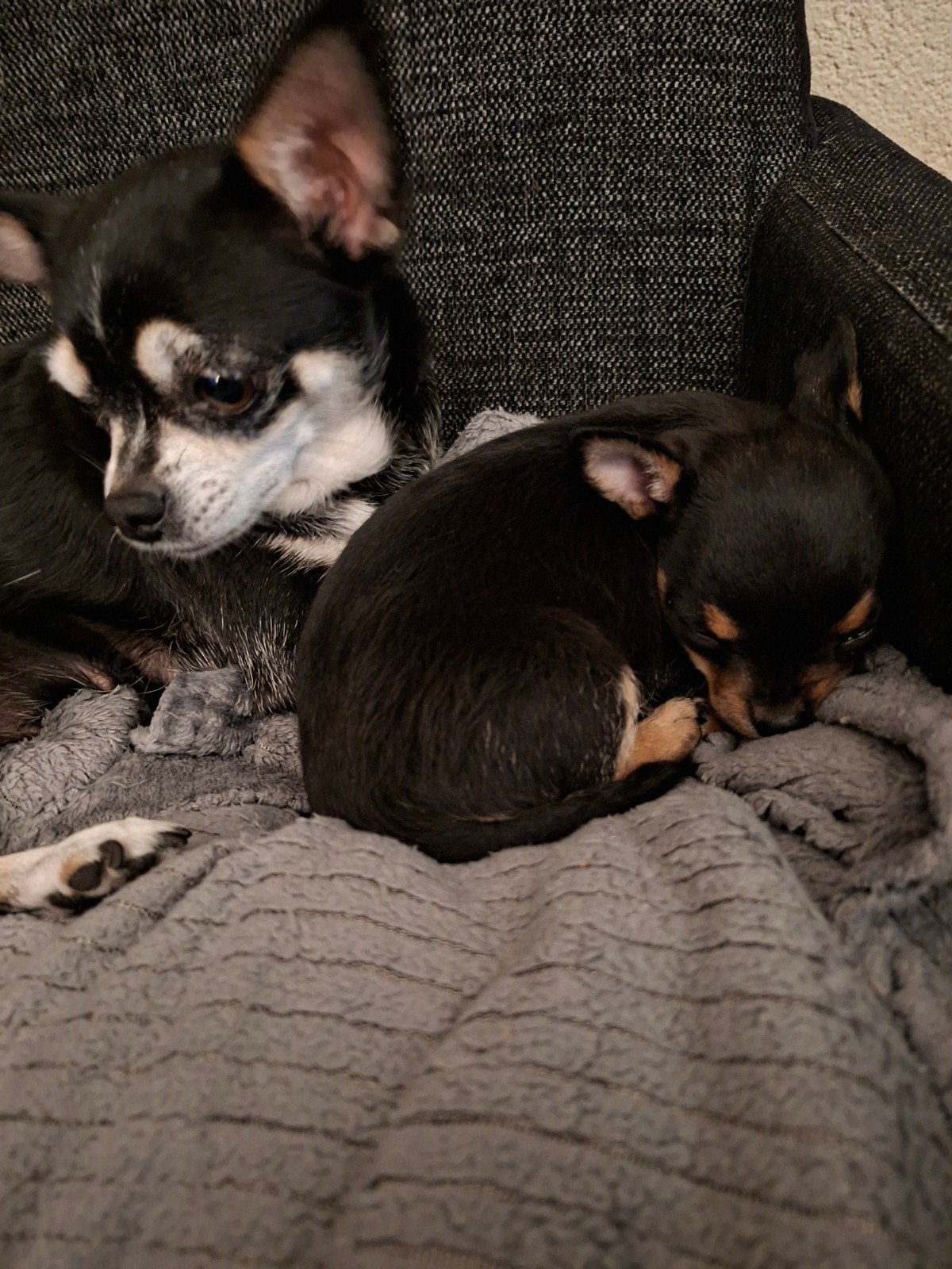 Prachtige chihuahua pup reutje zoekt een gouden mandje, Dieren en Toebehoren, Reu, 8 tot 15 weken, Meerdere, Chihuahua