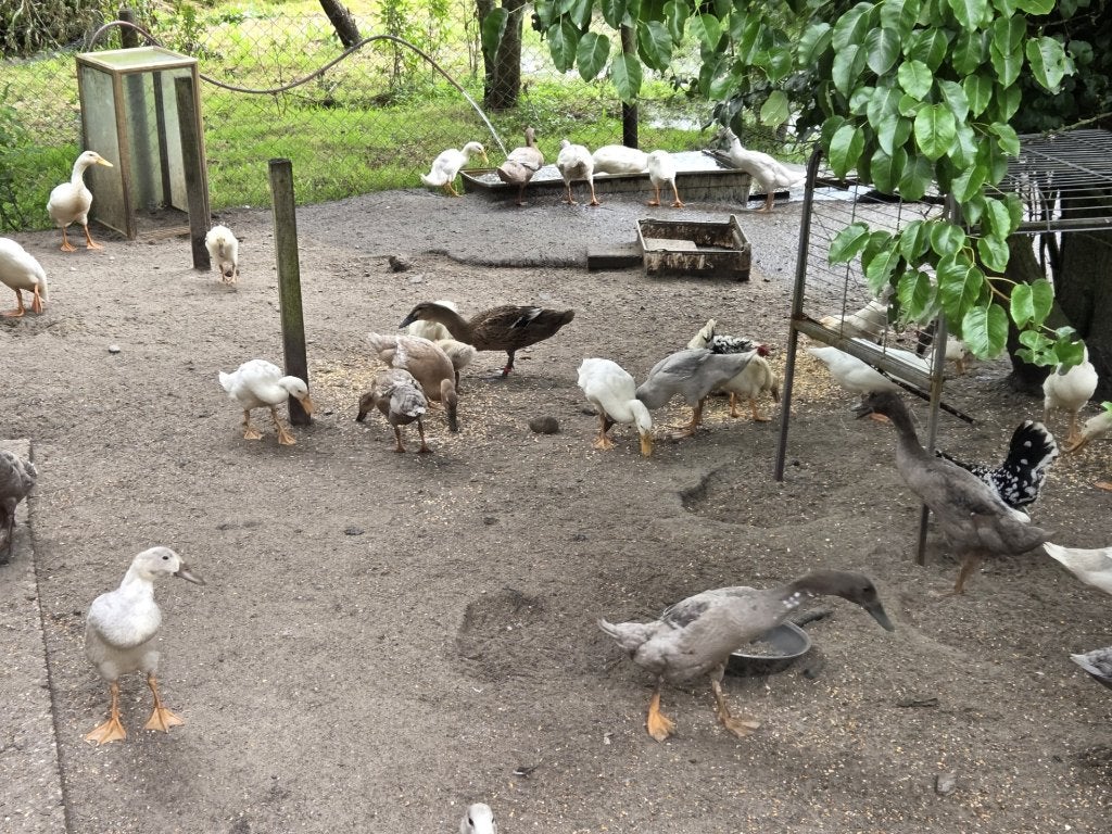 Indische loopeenden, Dieren en Toebehoren, Pluimvee, Meerdere dieren, Eend