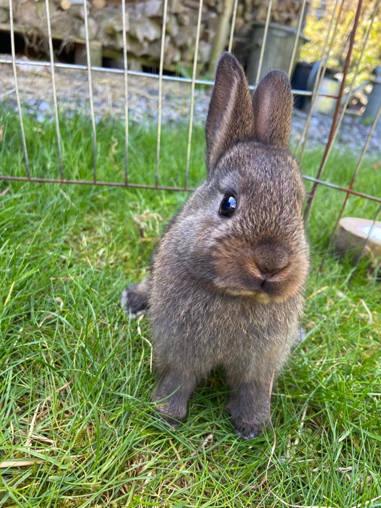 Jonge babykonijntjes, Dieren en Toebehoren, Meerdere dieren, Middelgroot, 0 tot 2 jaar