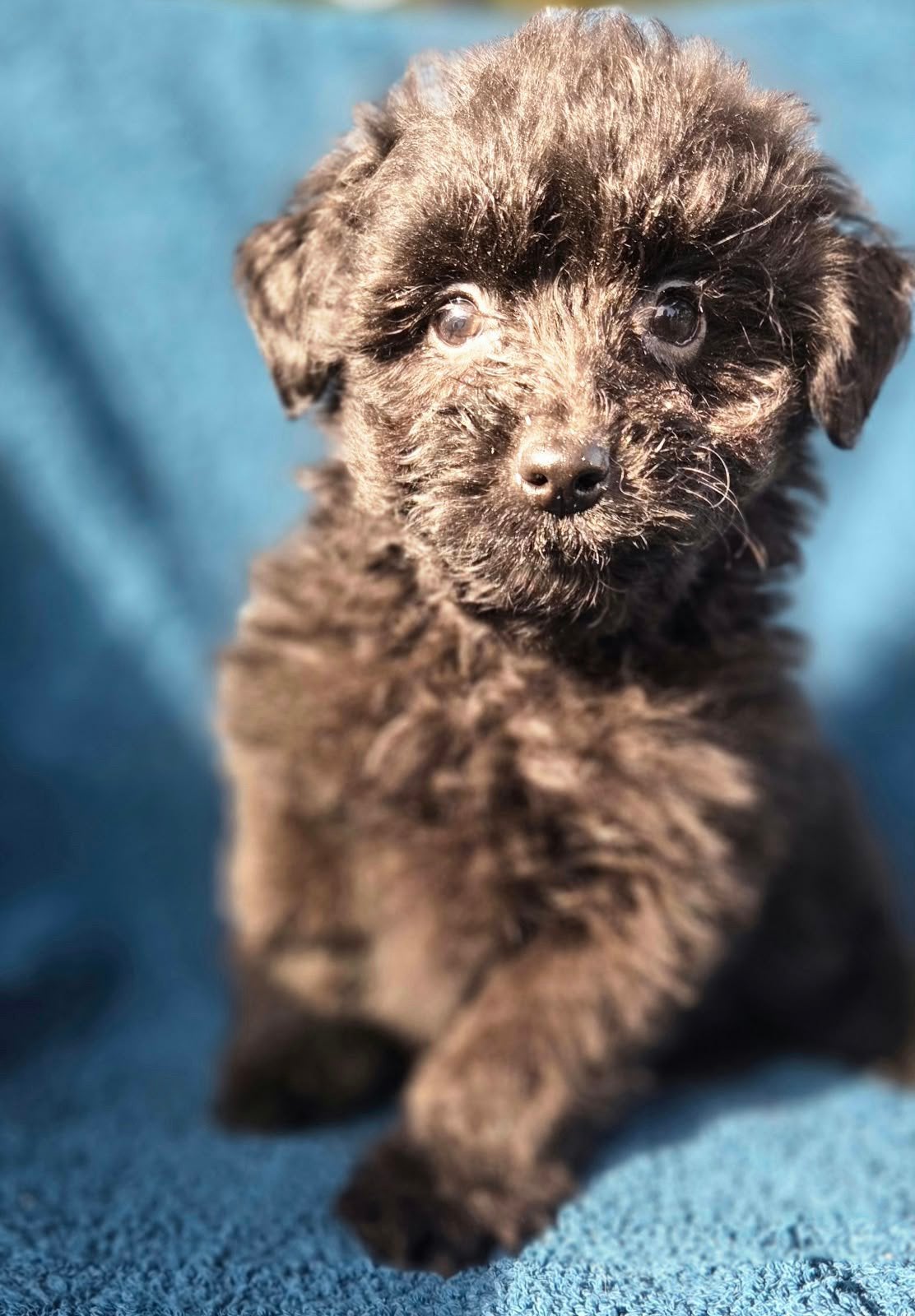 Lieve Bompoo pup te koop. Pomberiaan/Poedel, CDV (hondenziekte), Reu, 8 tot 15 weken, Eén hond