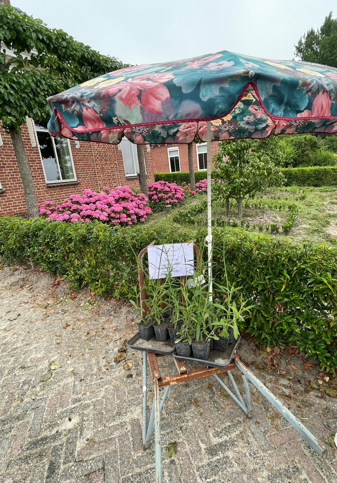 Verbena plantjes 0,50 euro per potje, Ophalen, Overige soorten, Volle zon